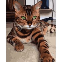 Картина_по_номерам_Strateg_Зеленоглазый_полосатый_кот_40х50_см.jpg