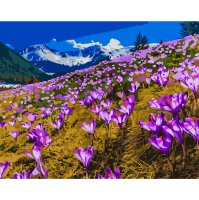 Картина_по_номерам_Поле_крокусов_40х50_см.jpg